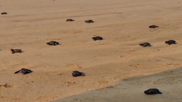 Low-angle selective focus shot of tiny baby sea turtle hatchlings crawling across golden sand toward the ocean.