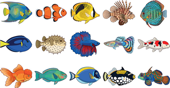 Tropical fish vector cartoon collection featuring exotic aquarium species clownfish betta lionfish goldfish and blue tang on white background