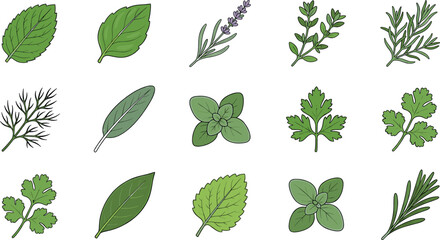 Vector illustration set of fresh green culinary herbs and leaves including mint, basil, lavender, parsley, rosemary, and thyme isolated on white background. © ALOMGIR