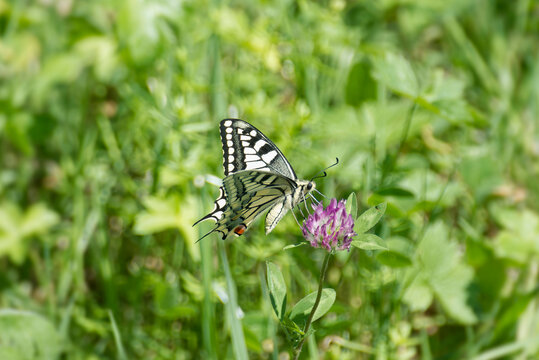 Old World Swallowtail or common yellow swallowtail (Papilio machaon) sitting on pink flower in Zurich, Switzerland