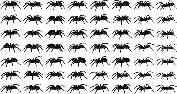 Black spider silhouette vector collection featuring walking animation frames of a tarantula for Halloween designs