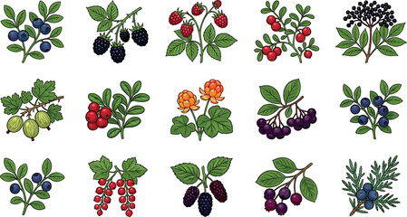 Wild berry botanical vector illustration set featuring blueberry raspberry blackberry cranberry gooseberry currants and green leaves on white background © ALOMGIR
