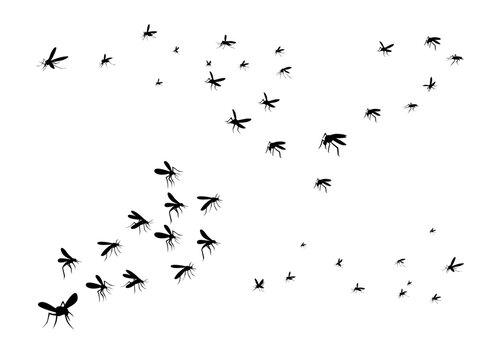Swarm of Flying Mosquito Silhouettes Isolated on White Background Vector Graphic