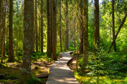 Zauberwaldpfad in Bernau im Schwarzwald