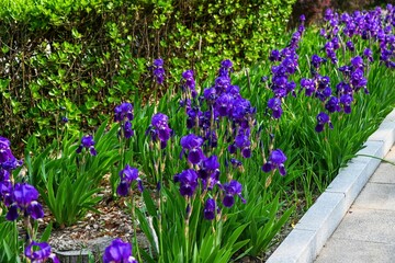 Obraz premium Purple bearded iris flowers growing on green lawn near road concrete curb in public park urban landscaping infrastructure in Beijing China
