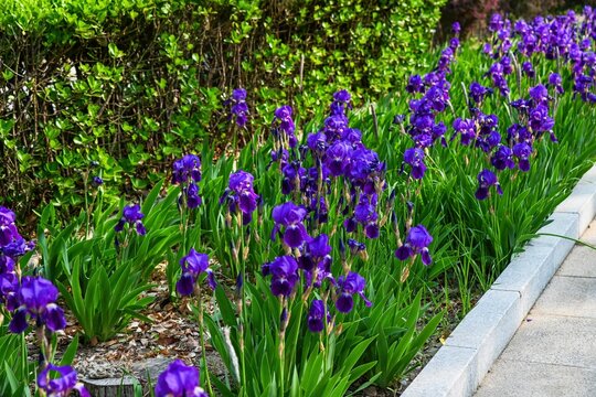 Purple bearded iris flowers growing on green lawn near road concrete curb in public park urban landscaping infrastructure in Beijing China