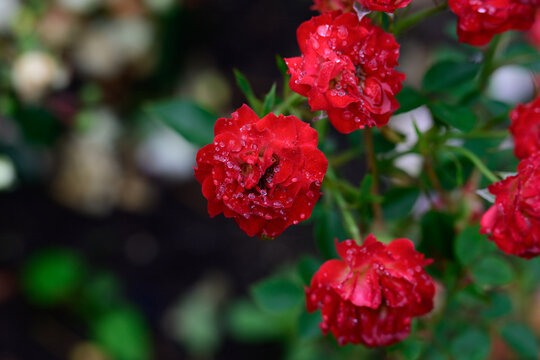 Red juwel miniature rose flower clusters with raindrops blooming on bush after summer rain with dark blurred copy space