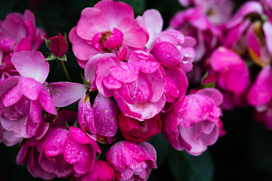 Angela floribunda pink rose flower clusters with raindrops blooming on bush after summer rain with dark copy space