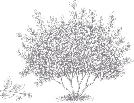Dibujo detallado a mano de un exuberante arbusto de jard&iacute;n con hojas peque&ntilde;as y una ramita de follaje separada