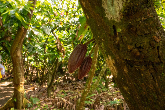 Ripe cacao pods growing on a tree trunk