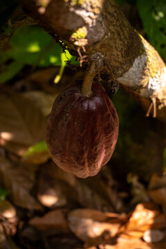 Ripe cacao pod hanging from a tree branch