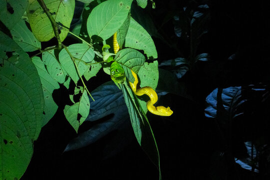 Yellow eyelash viper snake waits on a leaf at night