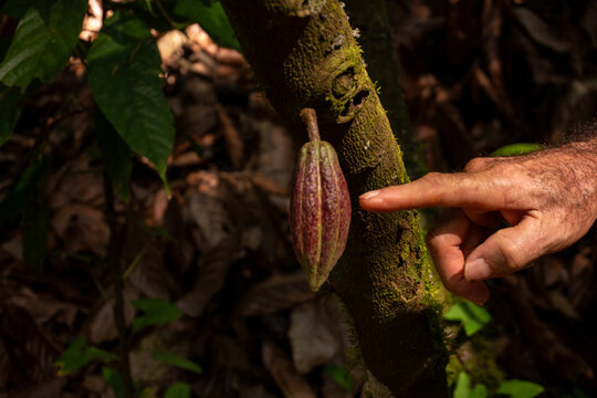 Farmer inspecting a young cacao pod fruit on a tree