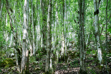 Fototapeta premium A birch forest with slender trunks and lush vegetation