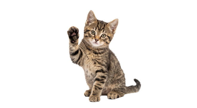 Cute tabby kitten waving its paw hello against a white background