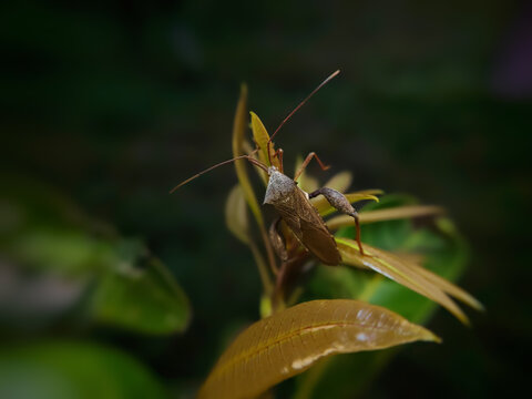 Close up of a Giant Leaf Footed Insect or Also Known As Acanthocephala Declivis perched on a leaf