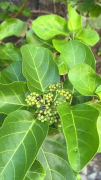 Close-up of tropical green leaves and small berries in natural garden