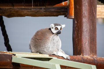 Fototapeta premium Ring-tailed Lemur Resting Wooden Structure Outdoors