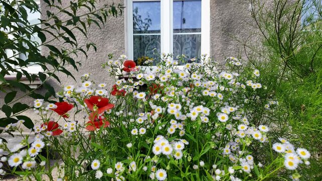 A dense cluster of wild flowers, flea-bane and red poppies, growing in the foreground against a textured plaster house wall with a white-framed casement window. Natural diffused daylight