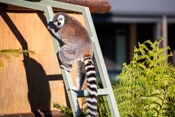 Fototapeta premium Ring-tailed Lemur Climbing Ladder Nature Habitat