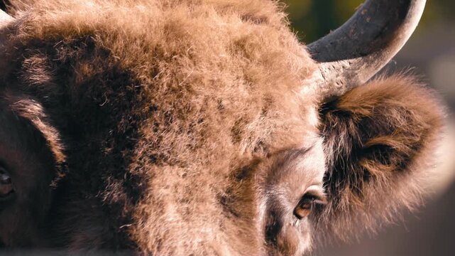 Close up shot of European bison fur and expressive eye in natural light.