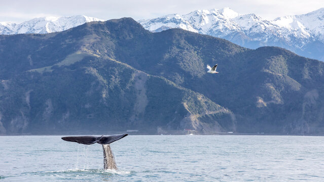 Sperm whale in Kaikoura, New Zealand