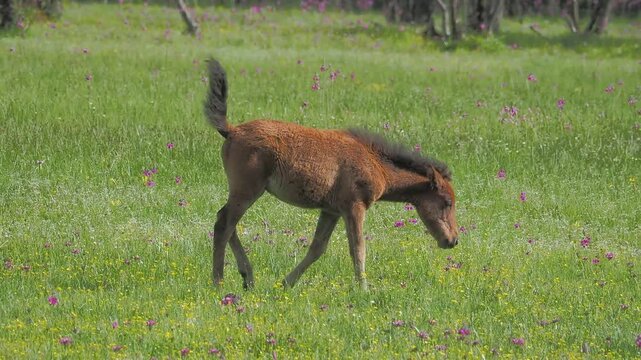 Foal Walking Across Flowering Meadow While Swishing Tail