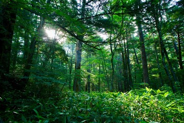 Fototapeta premium Sunlight Through Forest Trees