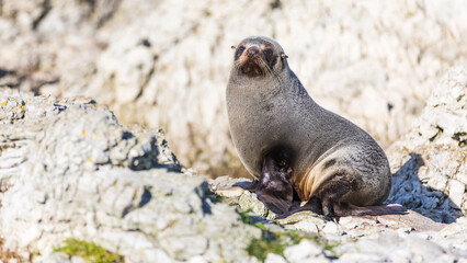 Naklejka premium Fur seals playing on rocks and water in New Zealand