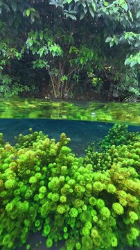 Cabomba Freshwater Plant in the Wild River Stream Lake Underwater Dome Half Top and Bottom in Malang Sumber Sira