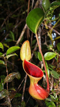 Red pitcher of the carnivorous pitcher plant Nepenthes lowii, Borneo, Malaysia
