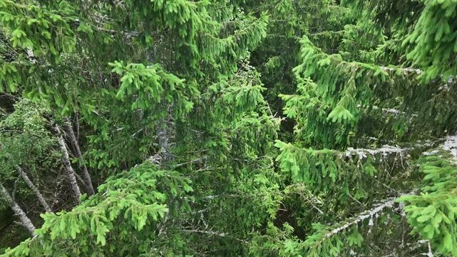Drone video showing descent from tree top level into lower level of forest, depicting how vegetation changes from fresh green to more dry and dark colours.  
