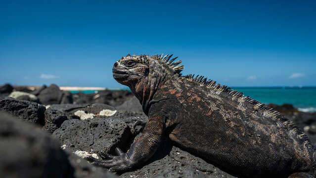 galapagos sea iguana