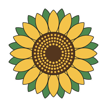 A minimalist botanical sunflower viewed from above with a circular seed head and symmetrical petals in a flat design style, isolated on white. Clean nature design concept