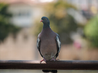 pigeon on the branch © Stefan Zimmer 