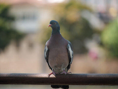 pigeon on the branch