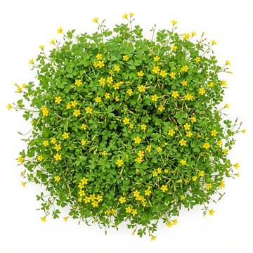 Top down view of yellow oxalis plant in clay pot