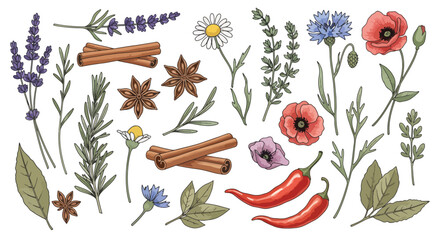 Colorful autumn leaves and berries botanical illustration. © MASJAB