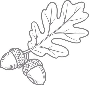 Una l&iacute;nea simple con dos bellotas maduras unidas a una sola hoja de roble detallada