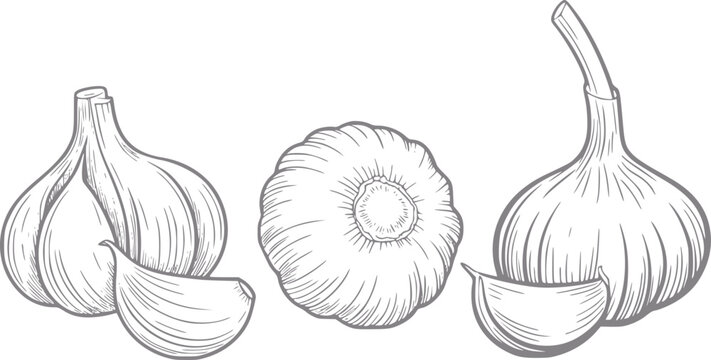 Dibujo a mano de bulbos y dientes de ajo frescos aislados sobre un fondo blanco para uso culinario