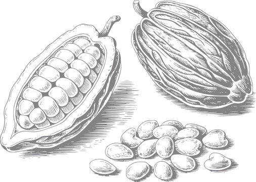 Dibujo a mano de vainas de cacao enteras y abiertas con habas de cacao dispersas sobre fondo blanco