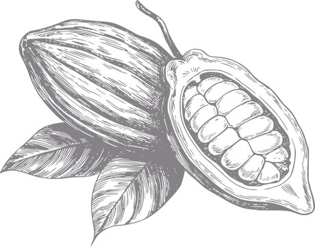 Dibujo a mano de vainas de cacao enteras y abiertas con hojas, aisladas sobre un fondo blanco, estilo