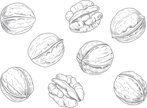 Dibujo a mano de nueces enteras y peladas aisladas sobre un fondo blanco para comida