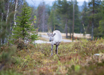 Reindeer in the autumnal forest in Finland. © Jne Valokuvaus