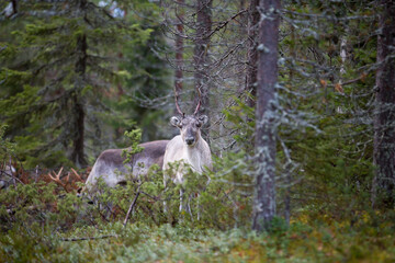 Reindeer in the autumnal forest in Finland. © Jne Valokuvaus