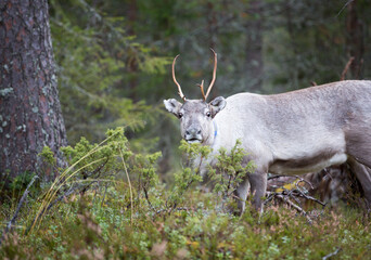 Reindeer in the autumnal forest in Finland. © Jne Valokuvaus