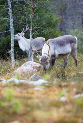 Reindeer in the autumnal forest in Finland. © Jne Valokuvaus