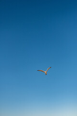 Obraz premium White seagull gliding through a vibrant blue sky