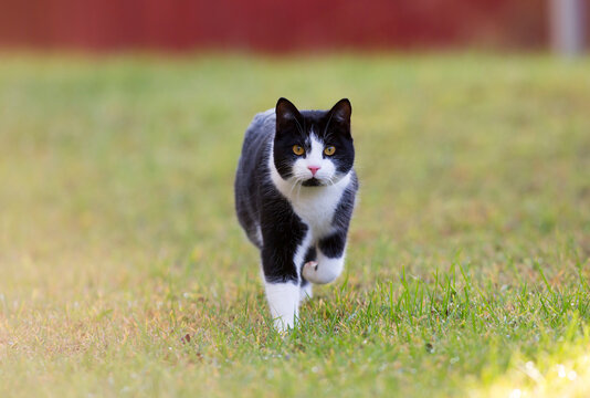 Domestic cat outdoors. Image taken outdoors on a cloudy day with some green grass surrounding the cat.