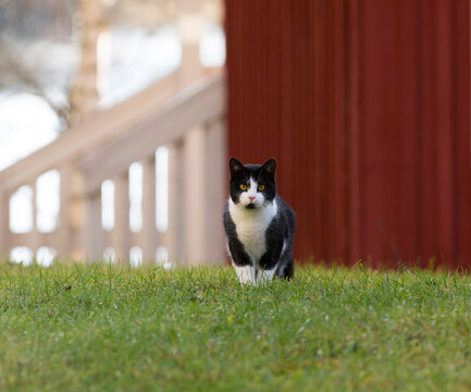 Domestic cat outdoors. Image taken outdoors on a cloudy day with some green grass surrounding the cat.
